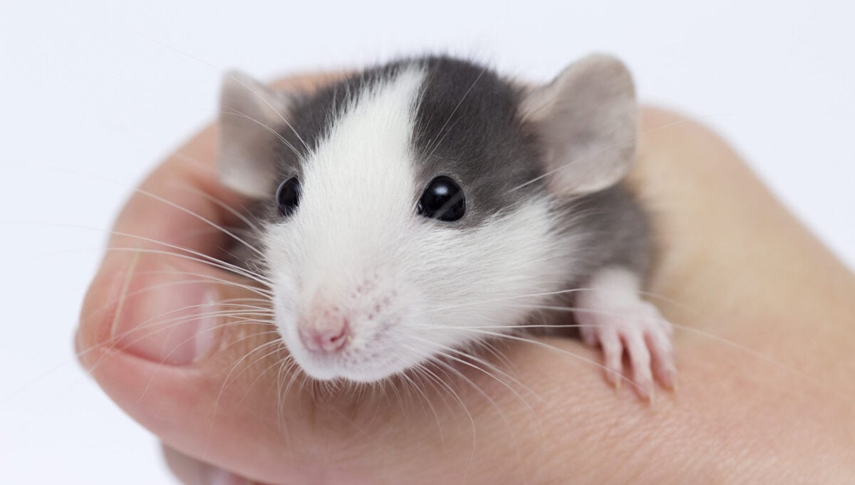 baby pocket pet rat in hand