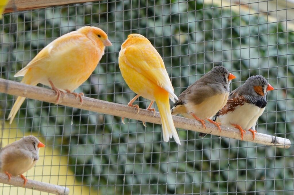 canaries and finches