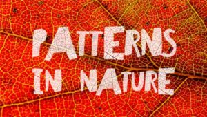 Pattern in Nature