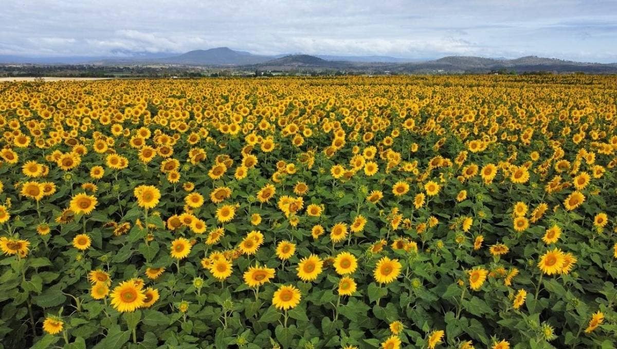 2025 Kalbar Sunflower Festival Kalbar