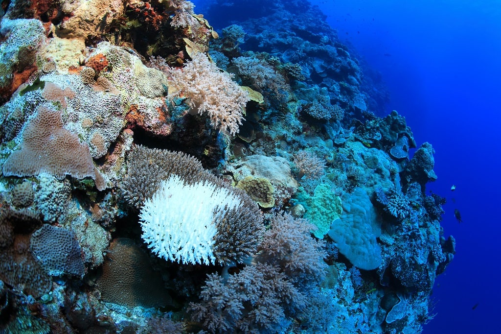bleaching on great barrier reef