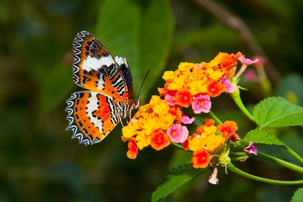 Butterflies Facts for Kids