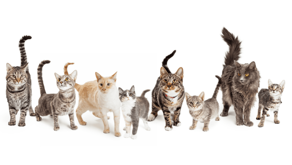 Fun Facts About Cats for Kids