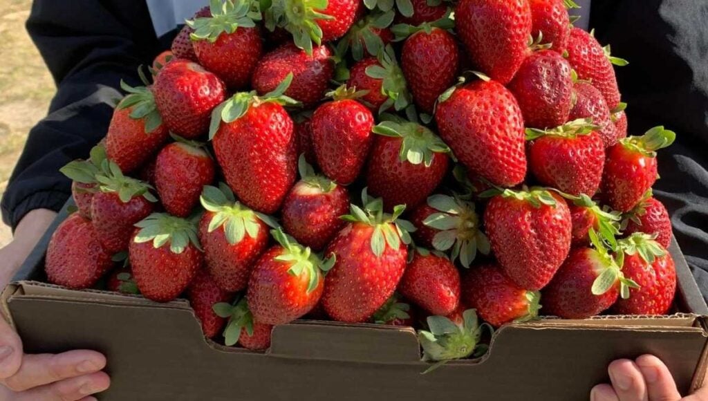 Strawberry picking at Oasis Berries Strawberry Farms Brisbane