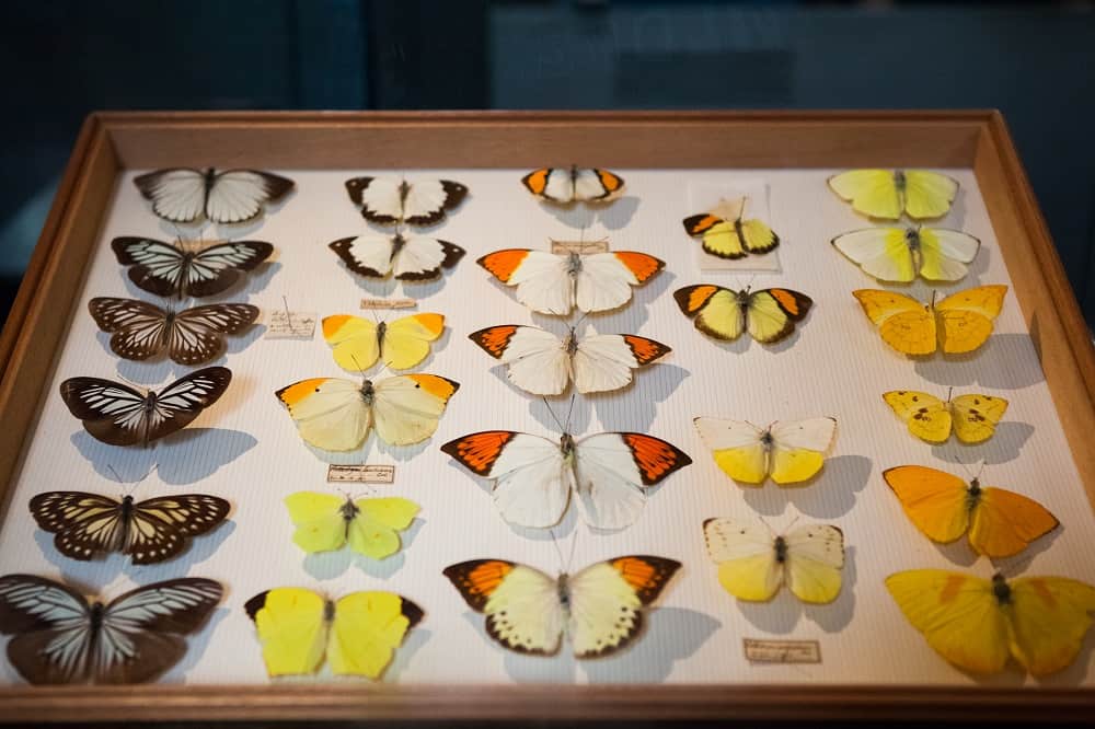 butterfly collection is a great hobby for kids