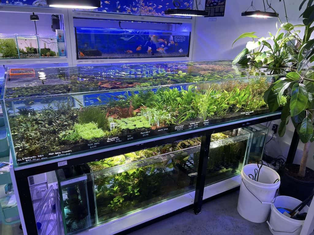 Atlas Aquarium tanks