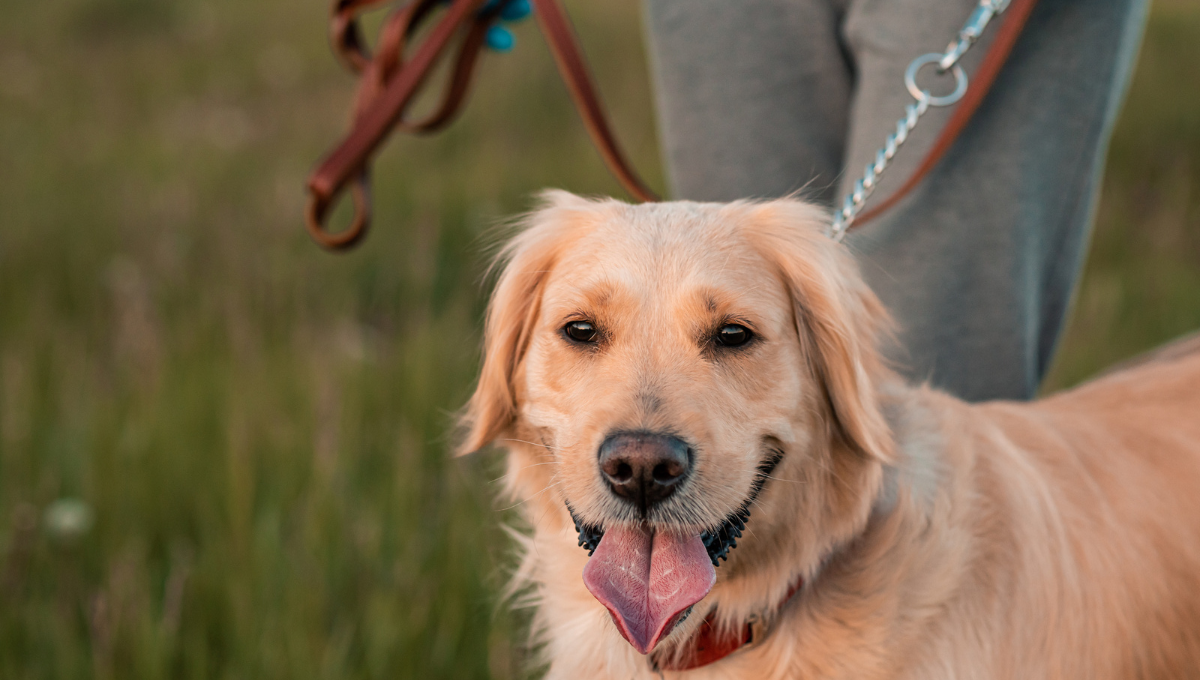 dog walkers Brisbane