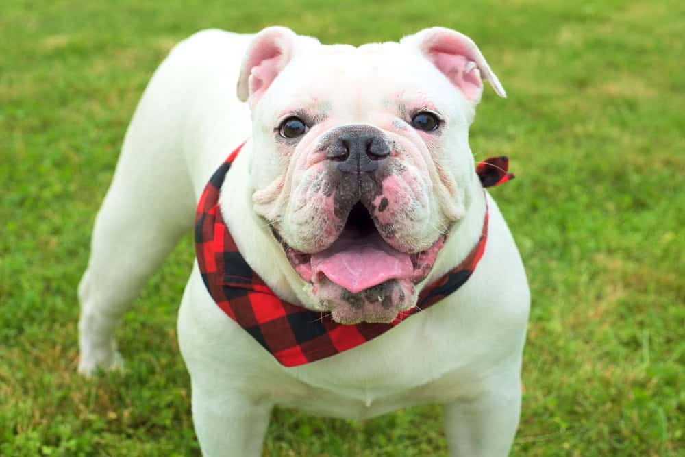 Australian Bulldog