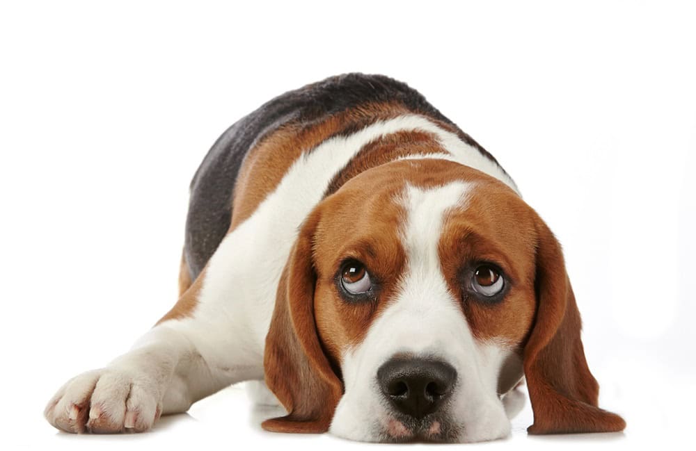 Beagle