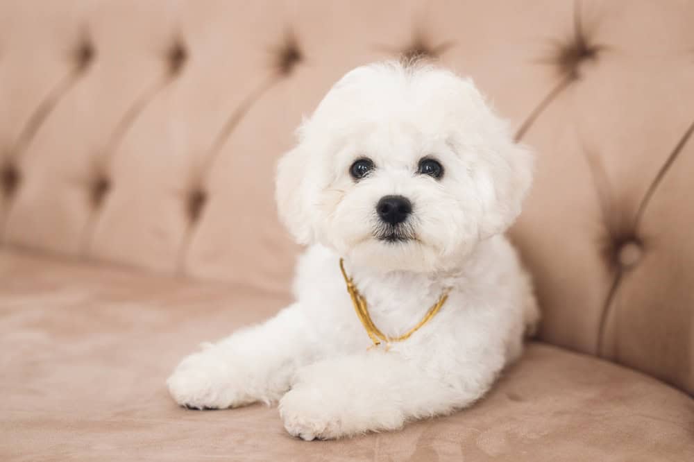 Bichon Frize