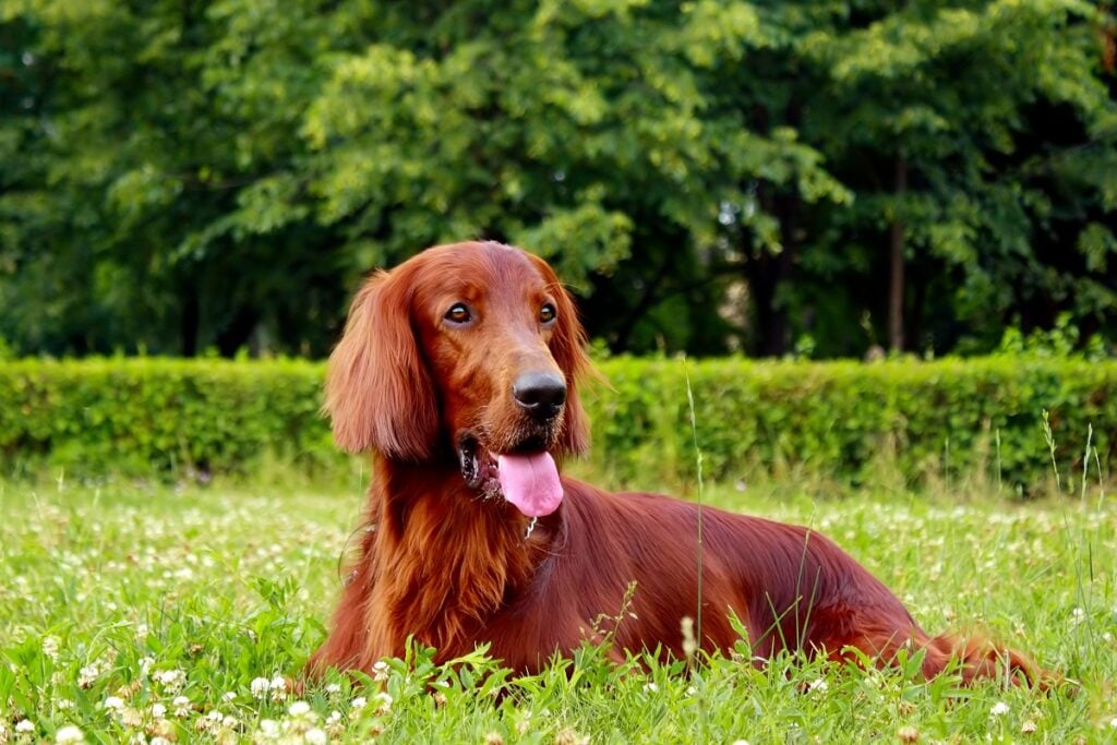 Irish Setter