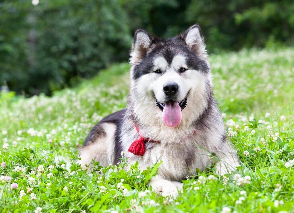 Alaskan Malamute