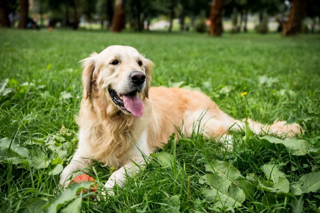 Golden Retriever 