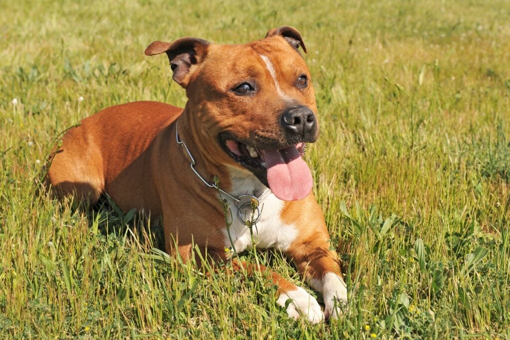 Staffordshire Bull Terrier