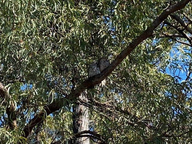 tawny frogmouths