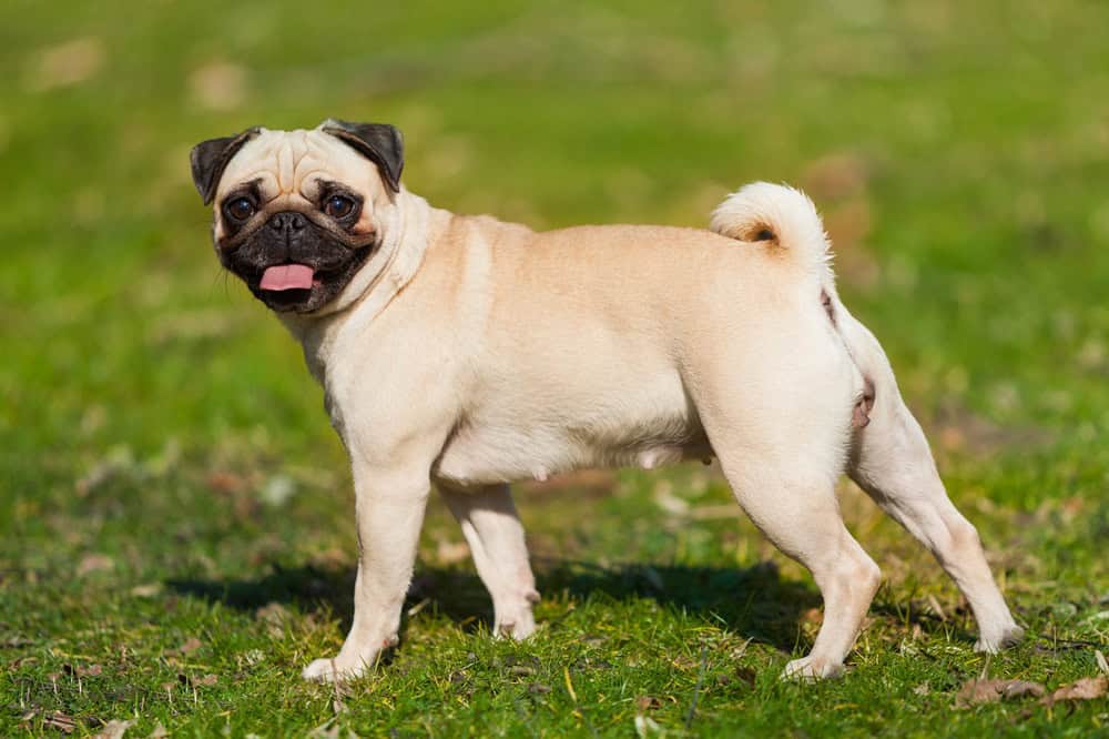 Pug dog