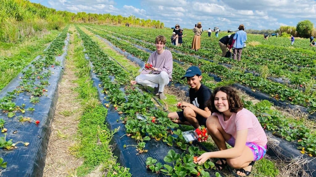 Strawberry picking at Rollins Strawberry Farm Elimba