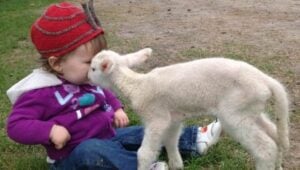 Pat a lamb at a farm visit Brisbane