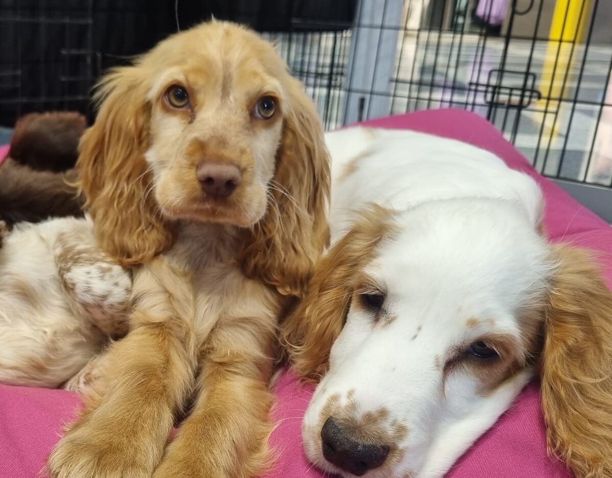Puppy Cuddles Warner