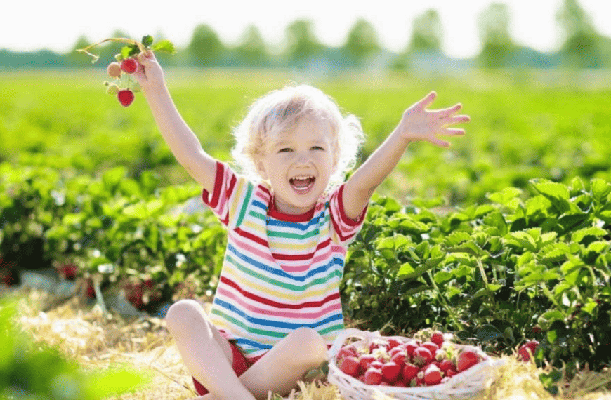 Strawberry Farms Brisbane