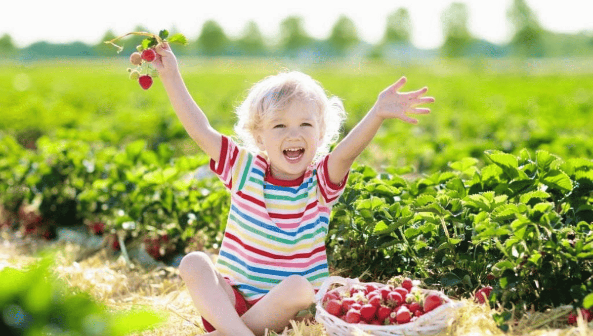 Strawberry Picking Brisbane Pick Your Own Strawberries in 2025