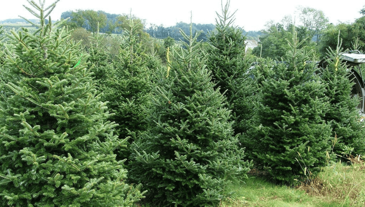 the best Real Christmas trees Brisbane has to offer