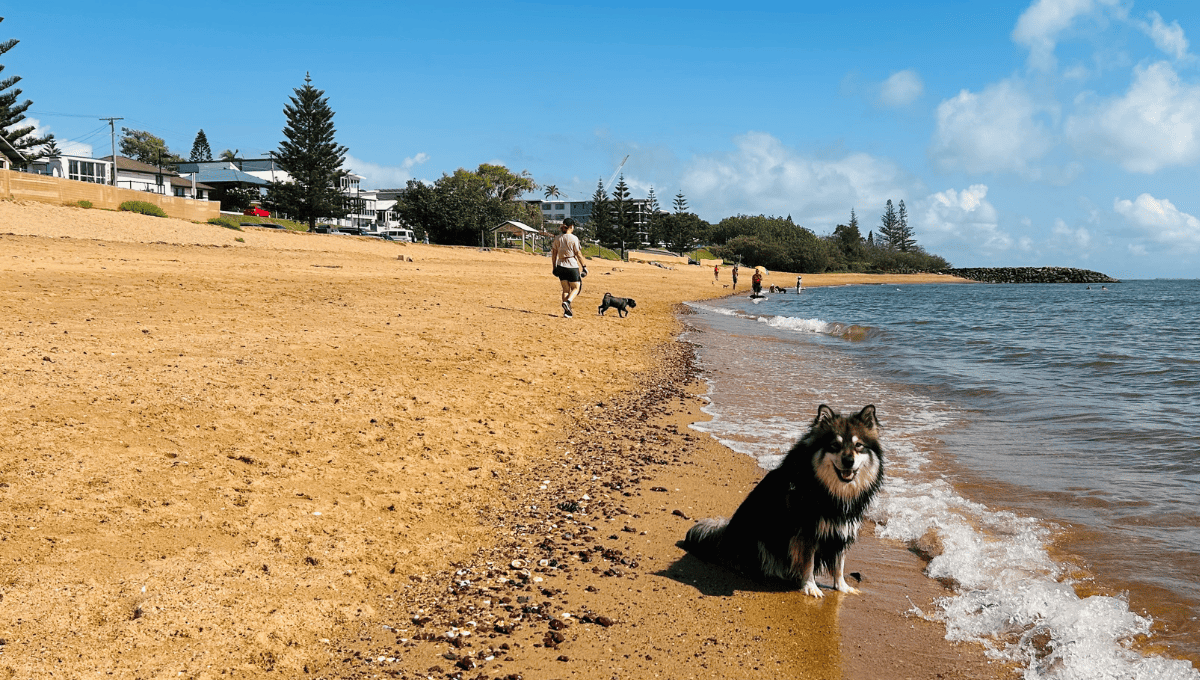 Queens Beach North in Scarborough is the Best Dog Beach in Brisbane