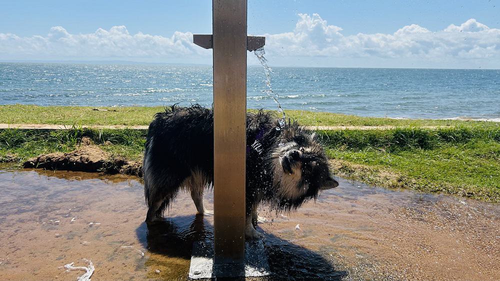 Dog drinking from water fountain at Queens Beach