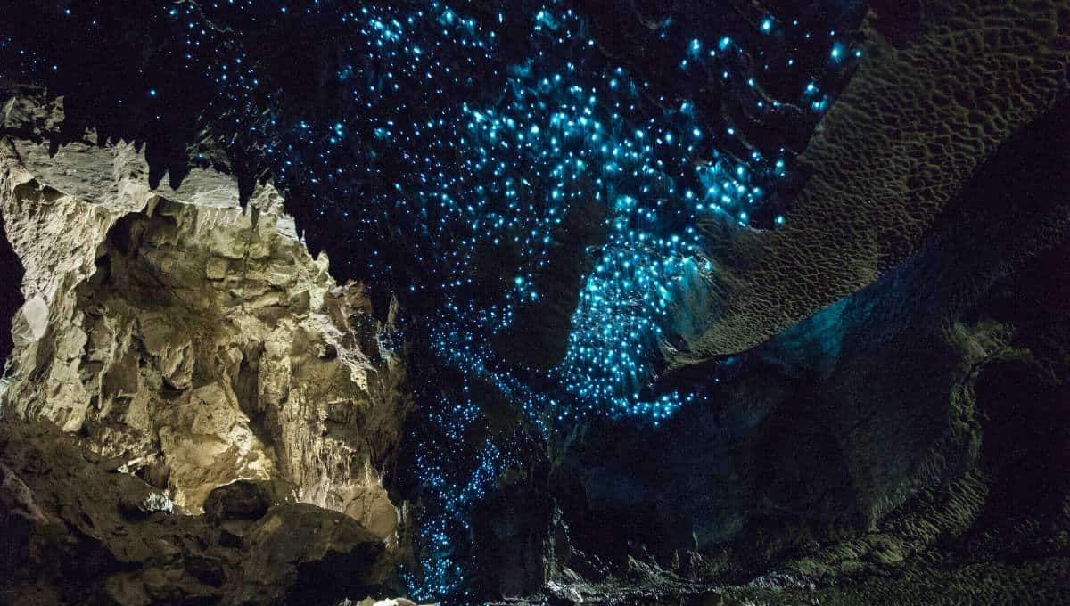 Nature by Night Imaginarium