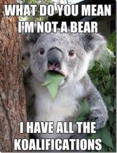 Koala joke meme