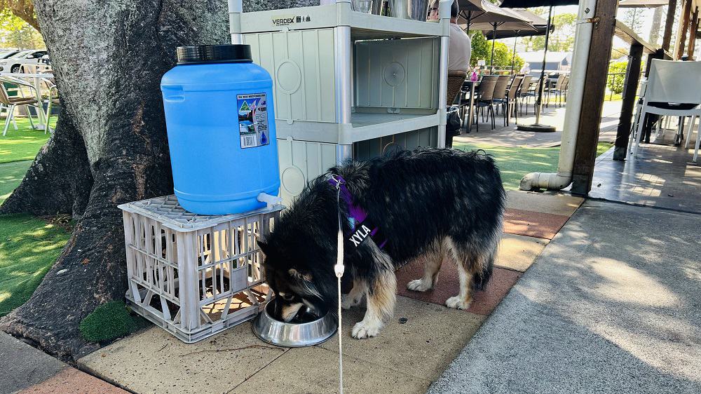 bowls of water for dogs