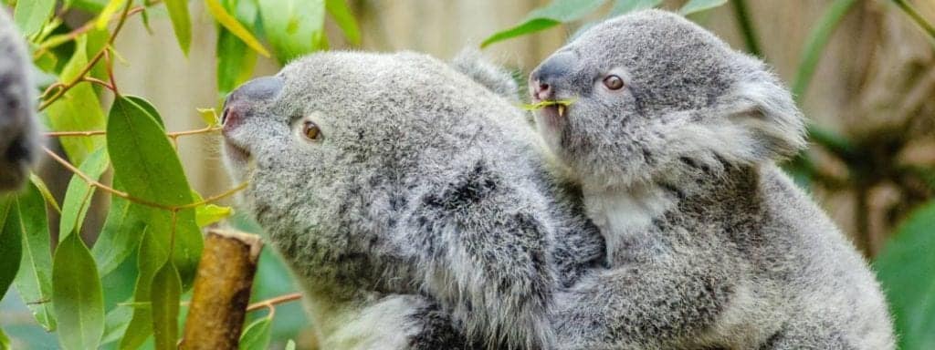 Koala eating gum leaves