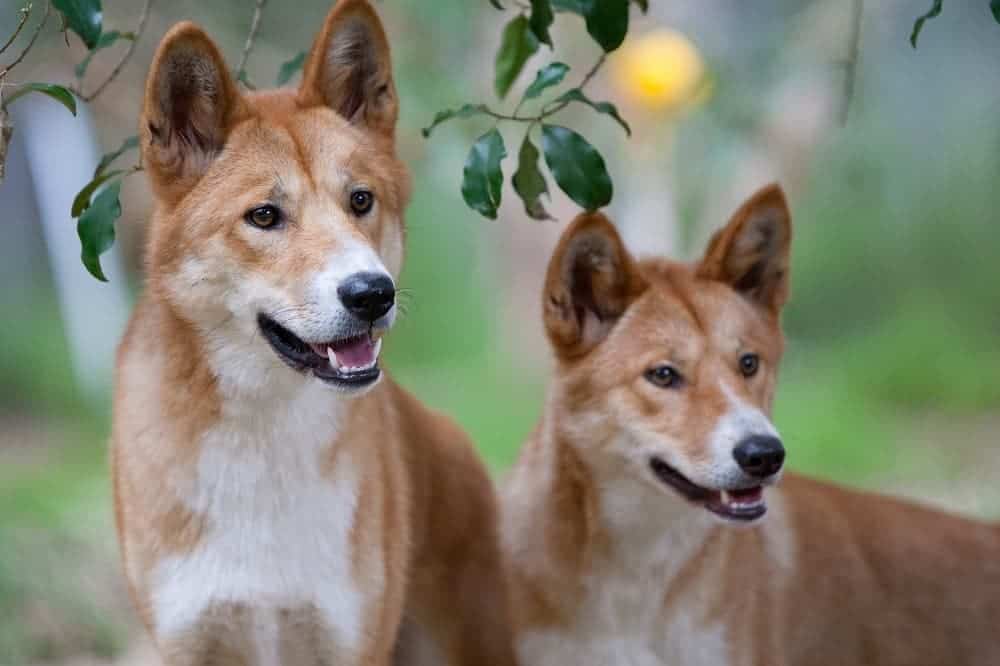 2 Australian dingoes 