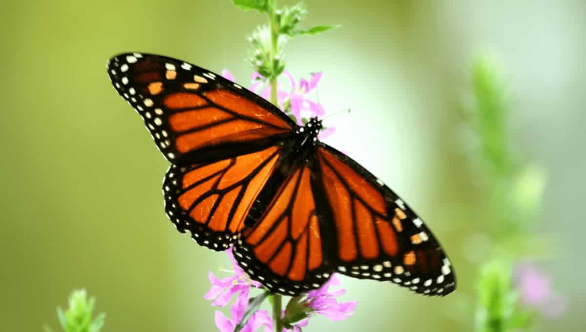 Butterflies Facts for Kids