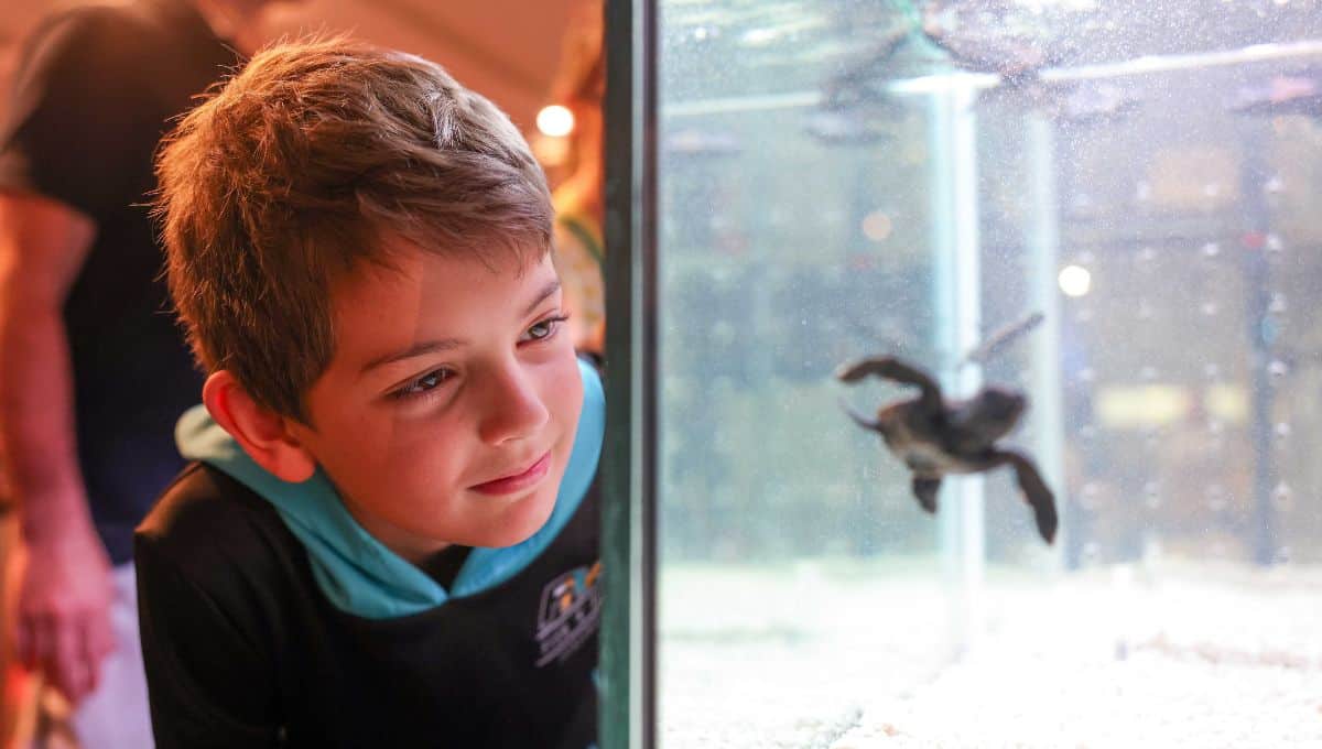 The World Science Festival Brisbane Turtle Hatchery is fascinating for kids