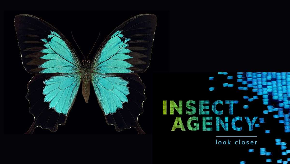 Insect Agency Queensland Museum