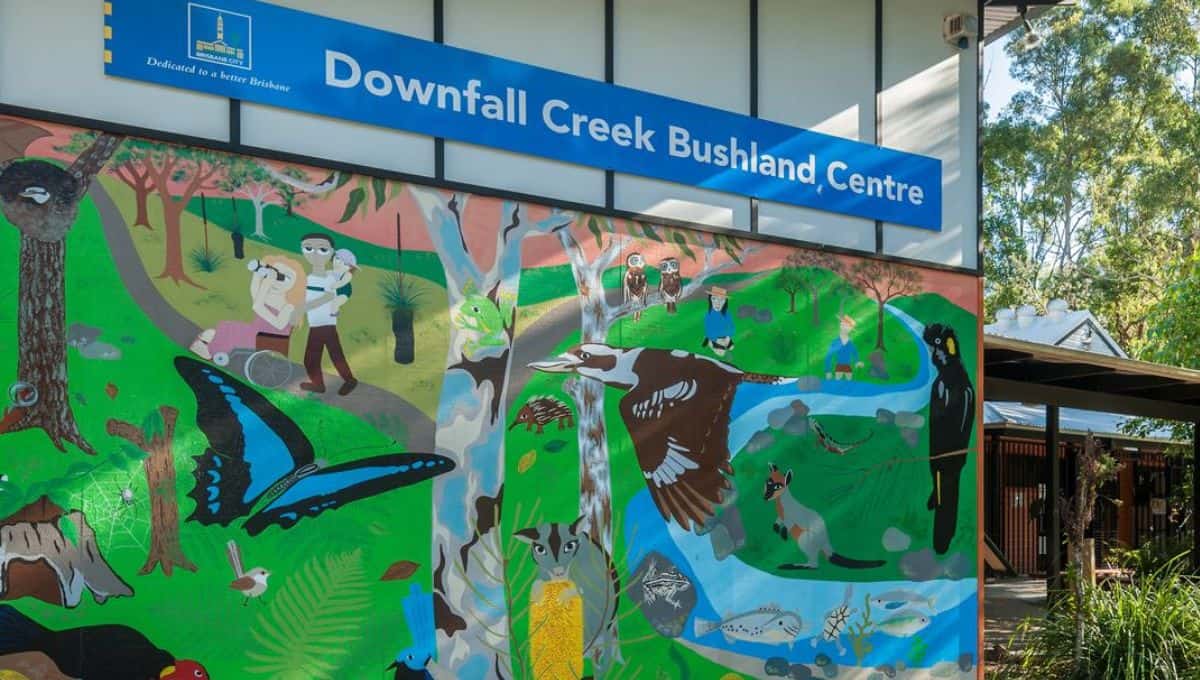 Downfall Creek Bushland Centre NAIDOC Week