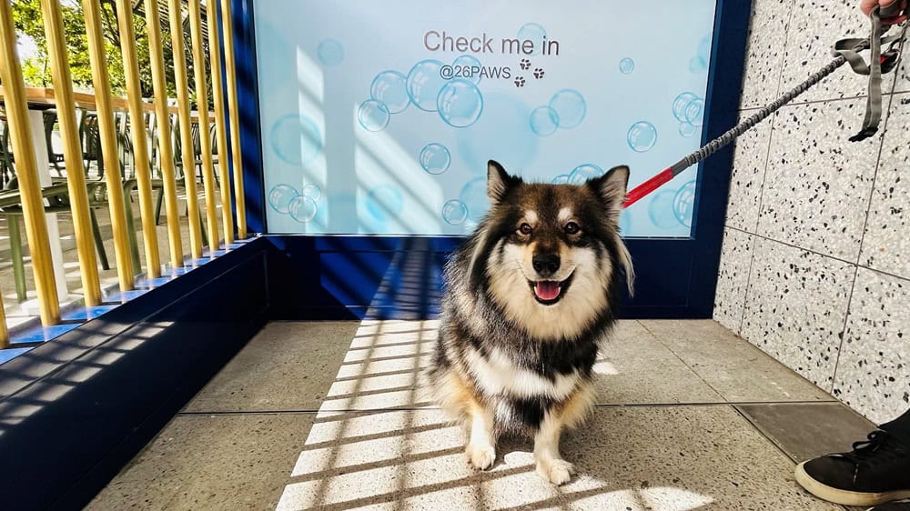 Xyla at 26 Paws check in