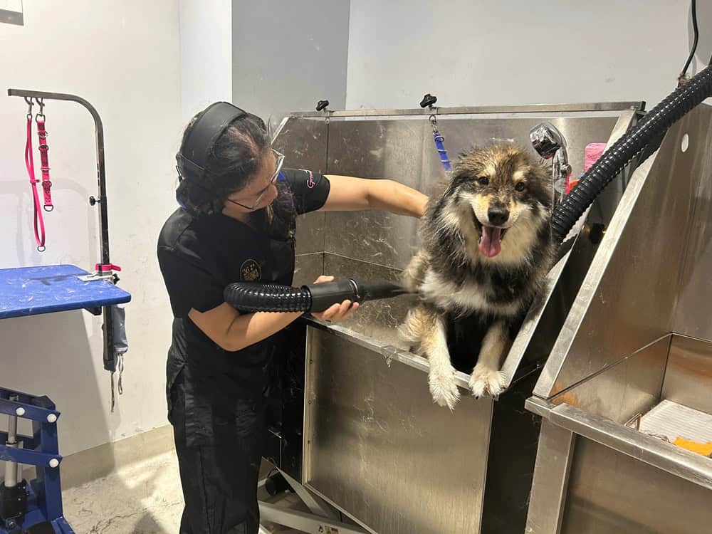 Xyla getting blow dried at 26 Paws