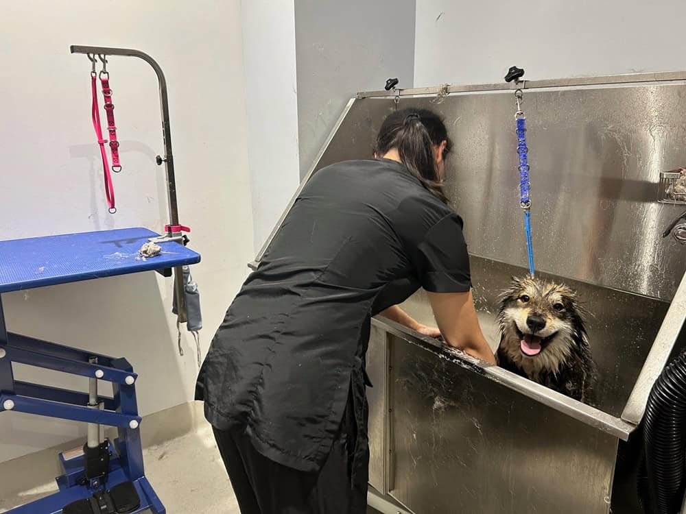 Xyla getting washed at 26 Paws