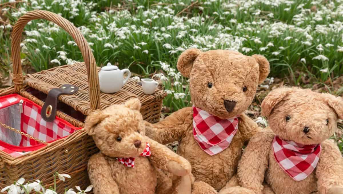 teddy bear picnic ipswich
