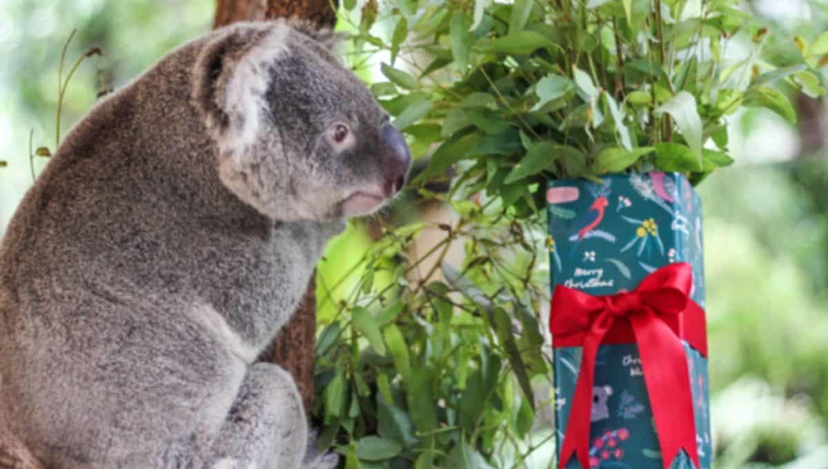 Christmas at Lone Pine Koala Sanctuary