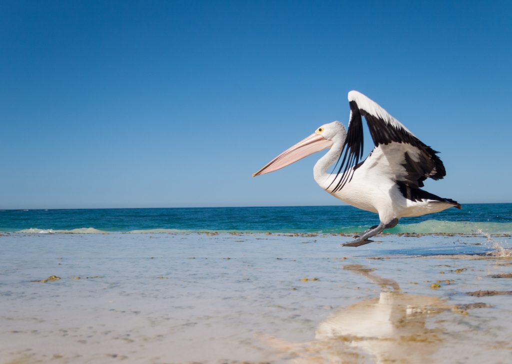 Pelican Feeding