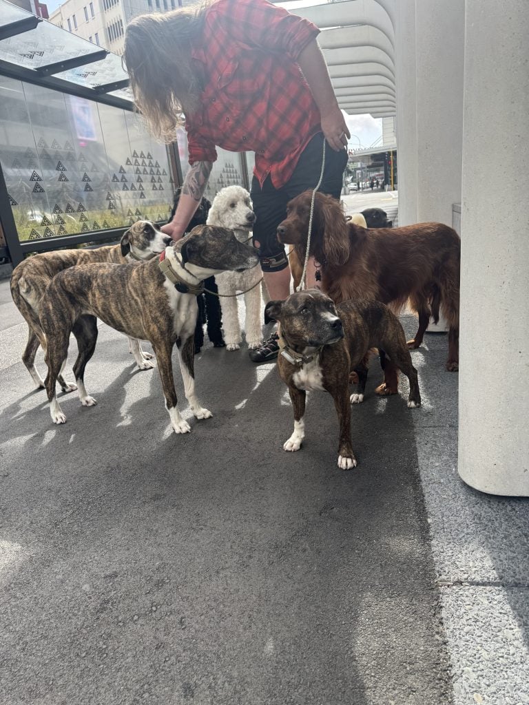 A group of friendly family dogs, including brindle mixed breeds, a poodle, and an Irish Setter, waiting calmly with their owner at a bus stop