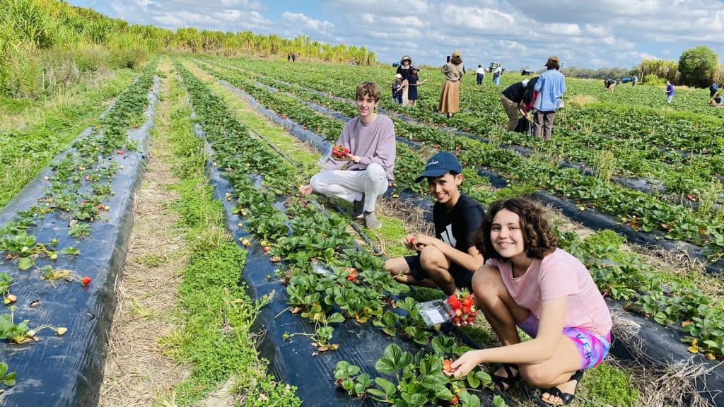 Strawberry picking